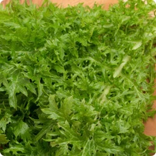 1000 Wasabi Mustard Seeds, Japanese Heirloom Wasabini  - Fresh Premium Non-GMO