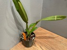 Pot. Afternoon Delight `Magnetism' AM/RHS Cattleya Orchid Plant — photo 2