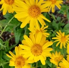 Arnica Montana 25 Seeds - Medicinal Garden Seeds