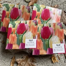 60 COUNT! TULIP BULBS "SPRING DELIGHT MIX" COLORS: PINK ORANGE YELLOW FUCHSIA