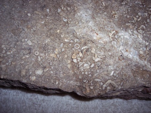 LARGE ROCK WITH HUNDREDS OF VERY SMALL FOSSELIZED SHELLS & PLANTS - Picture 6 of 19
