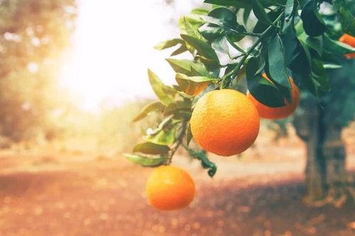 20 Pineapple Sweet Orange Citrus Tree Seeds