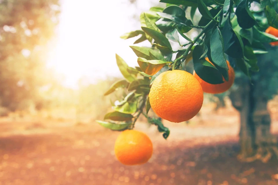 20 semillas de árbol cítrico naranja dulce de piña Foto 2 de 3