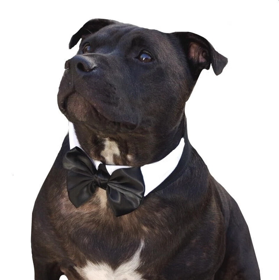 Black bow best sale tie dog collar
