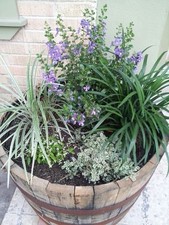 100% Fully watertight half oak whiskey barrel planters/water features/fish pond
