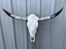 STEER SKULL 3 Feet 7 Inch WIDE Horns BULL HORN MOUNTED COW HEAD