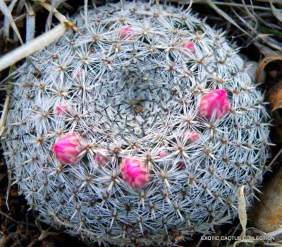 RARE MAMMILLARIA FORMOSA @J@ exotic cacti pincushion cactus seed 20 SEEDS |  eBay