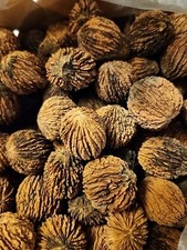 20 Lbs Black Walnuts hulled, in shell fresh harvest 2024, GA, Non GMO, ORGANIC