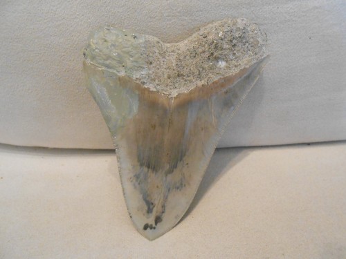 " fossiler grau-beige-blauer Megalodon Zahn " ca. 13 x 10 cm sehr schöne Farben - Bild 2 von 18