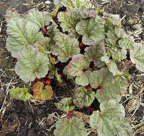 Rhabarber Holsteiner Blut - Rheum rhabarbarum