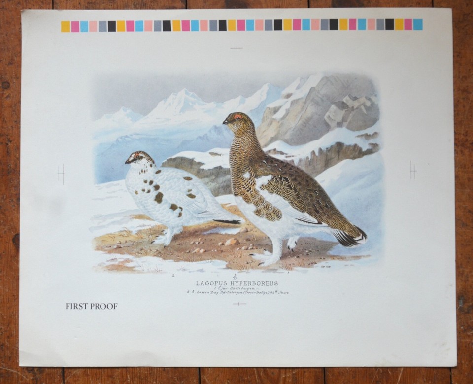 ARCHIBALD THORBURN Proof Print of LAGOPUS HYPERBOREUS / ODDMENTS SALE