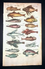 MERIAN - DORY PORGY MULLET - PL.17 - FOLIO - ORIGINAL ENGRAVING-1650-1ST EDITION