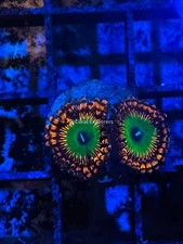 CE- WYSIWYG Candy Apple Zoa Zoanthid Frag Live Coral LPS SPS #R1GF17