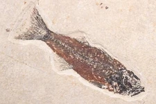 5.2" Mioplosus Fossil Fish Fossil Lake Green River Fm Wyoming WY COA 11740