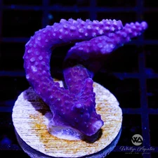 Fireworks Acropora - Live Coral Frag