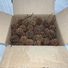 150 Brown Sweetgum Balls Pods Freshly Collected And Dry Free Shipping