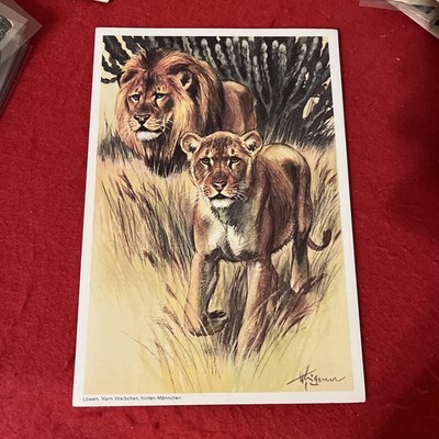 1961 Berliner Morgenpost  Our Zoo  LION Trade Card #24 EX Condition RARE