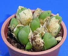 Conophytum tantillum ssp, Eenkokerense, minimum 10 głowic!, dostępny fito