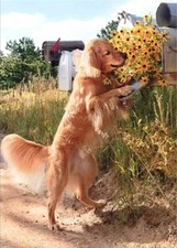 THANK YOU CARD "Thanks a Bunch " AVANTI Golden Retriever / Pet Sitting