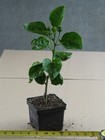 YODA Tropical Hibiscus -- Plant in 4.5" pot — photo 3