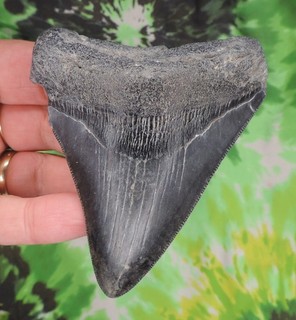 Megalodon Sharks Tooth 3 5/8" inch NO RESTORATIONS fossil sharks teeth tooth