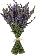 Natural Lavender Bundles, Freshly Harvested 200 Stems Dried Lavender Bunch 16"