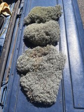 . Live Fresh Reindeer Moss