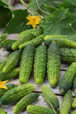 Cucumber Ant F1,  0,5g Cucumber seeds, organic seeds #234+TRACK №