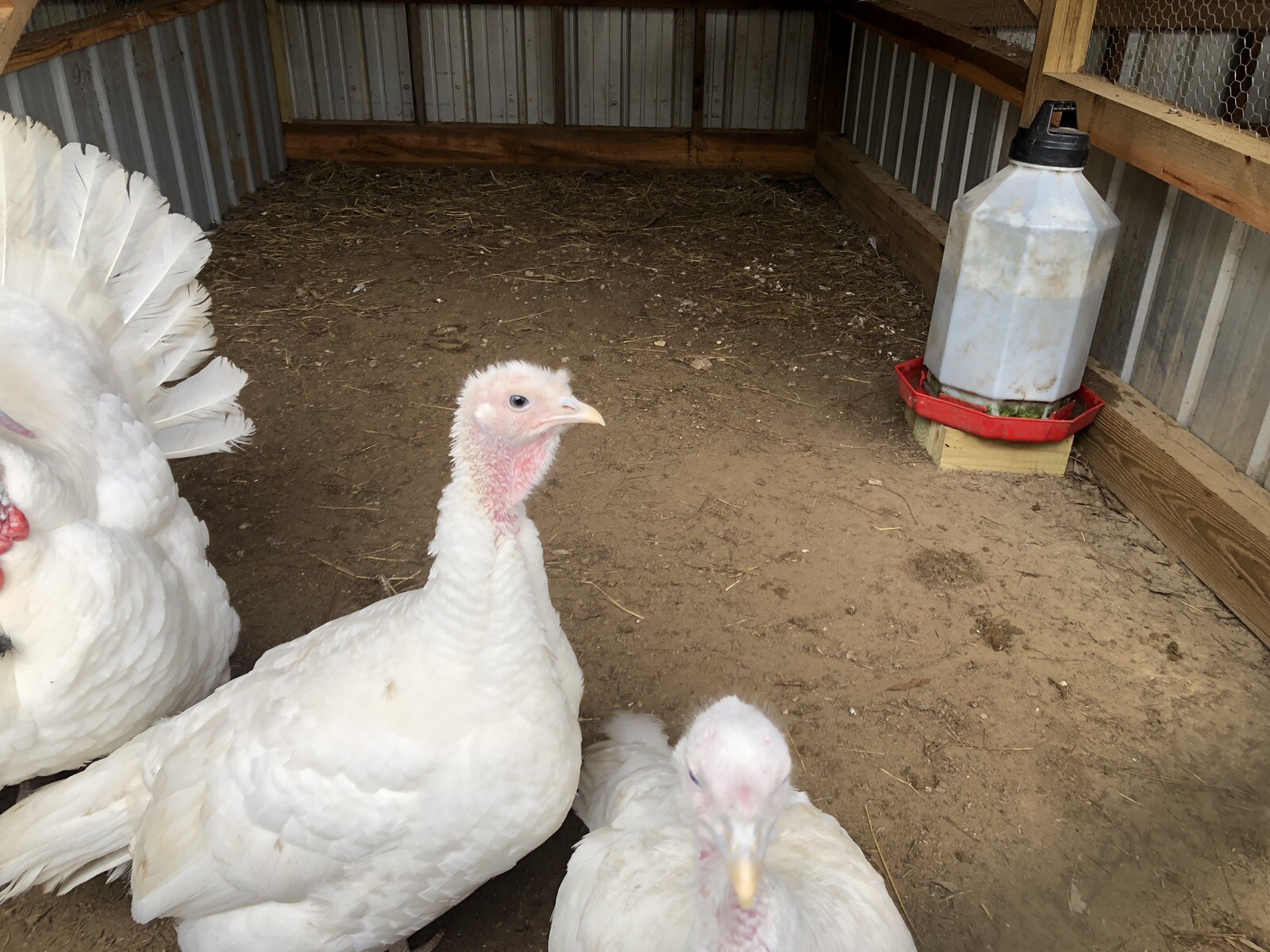 Beltsville Small White Turkey Hatching Eggs 8+ eBay