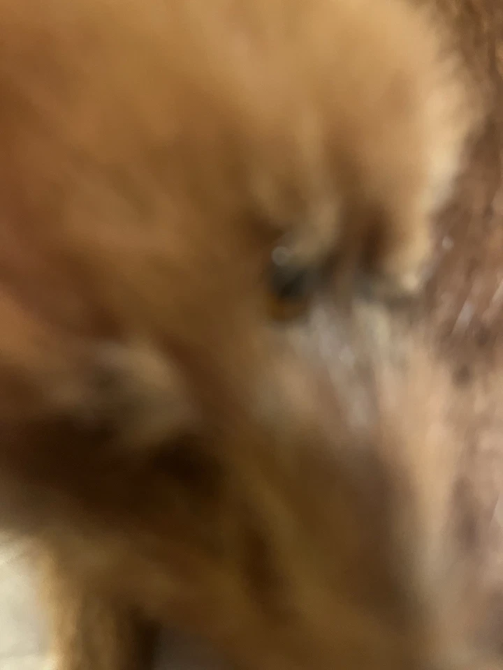 Estola de zorro rojo vintage 4 pieles con cabeza y pies hecha a mano muy buen estado Foto 2 de 4