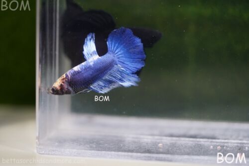 LIVE BETTA FEMALE HALF MOON ROSE TAIL I BLUE BUTTERFLY | BOM-A161 - Picture 8 of 17