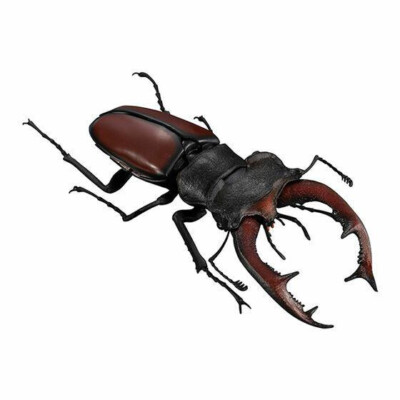 Ikimono Encyclopedia Stag Beetle 05 Complete set All 5 types