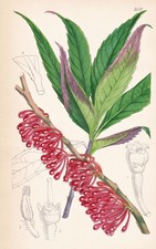 Epigynium Acuminatum Bangladesh Botanica Fiore Botanica Litografia Curtis 5010