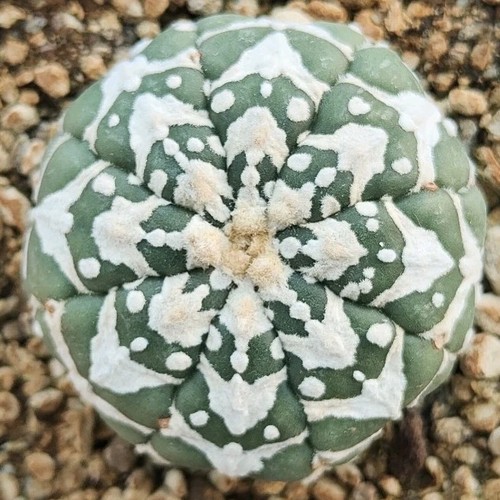 Astrophytum asterias V-TYP (HYPNOTISCH) "8 RIPPEN" TOPF 6 CM An eigener Wurzel RAR!!!!