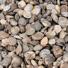 Agatized Fossil Clams - Morocco - 1 Per Purchase 