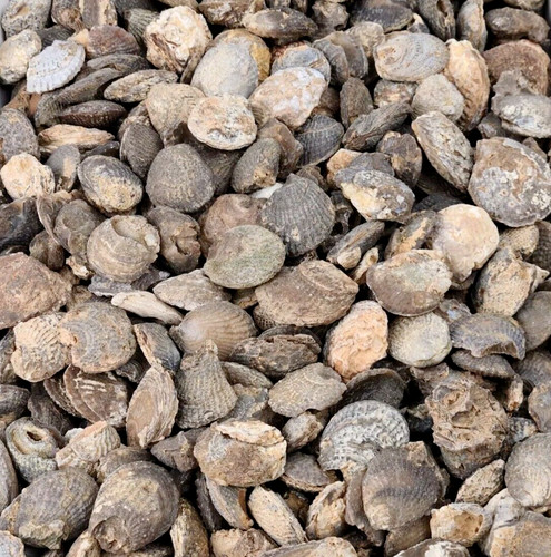 Agatized Fossil Clams - Morocco - 1 Per Purchase 