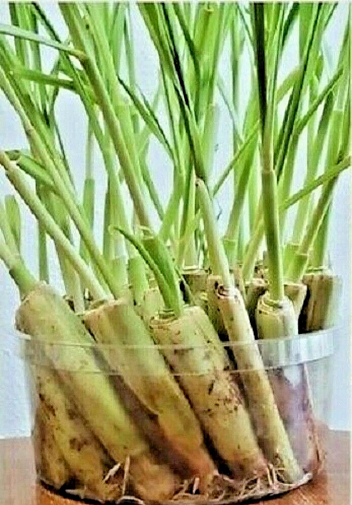 Lemongrass outlet insect repellent