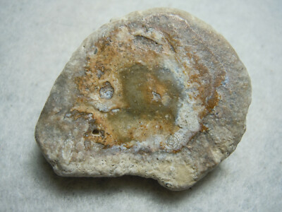 Many Fossils And Spirals In Quartz Chalcedony Flint Stone Kansas