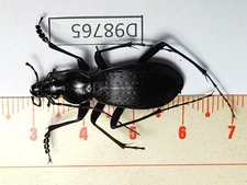 D98765-insects Carabidae from Vietnam North