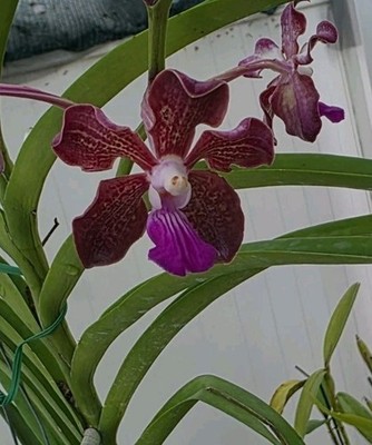 Vanda Somthawil x denisoniana large Extremely Fragrant In Flower, another Spike 