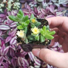 Delosperma echinatum - Pickle Plant Succulent Plant