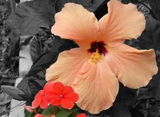 White Peach  Hibiscus Fragrance Oil Candle/Soap Making Supplies Free Shipping 