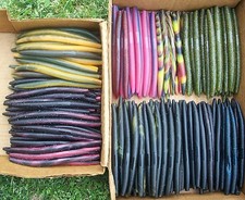 20ct ASSORTED 7" Salty SENKOS style Bass Fishing Lures Pro Soft Stickbaits Musky