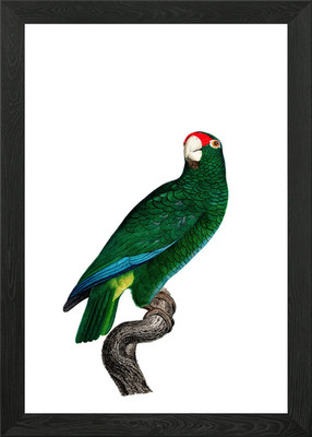Cuban Amazon Parrot Bird Framed Wall Art Poster Canvas Print Picture