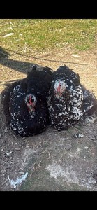 Giant Frizzle Cochin hatching eggs. 12++