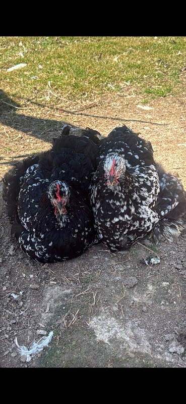 Giant Frizzle Cochin hatching eggs. 12++