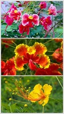 30 Total seeds Caesalpinia Pulcherrima Yellow, Pink And Red Dwarf Poinciana