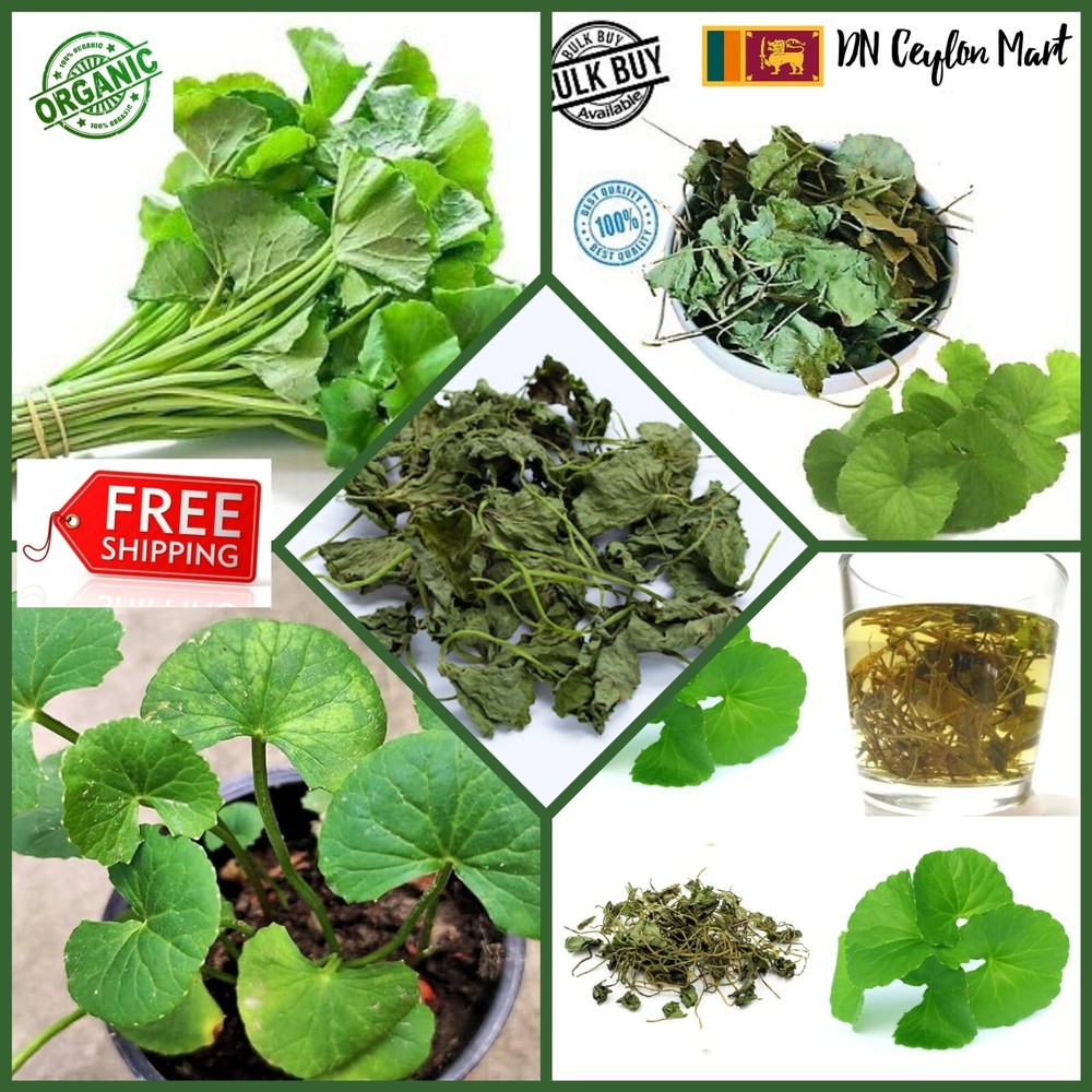 Dried Gotukola Leaves Centella Asiatica Leaf Brain Health Organic Herbal Natural