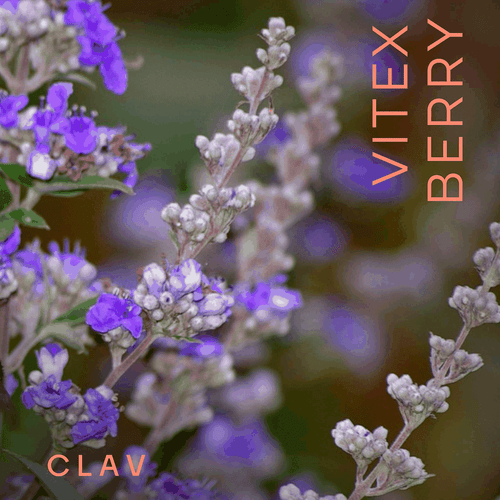 Vitex Berry Premium Chasteberry 4 to 1 Extract Vitex Agnus Castus Menopause PMS - Picture 2 of 9