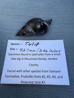 RARE fossilized Tulip shell from central Florida..Pliocene era.